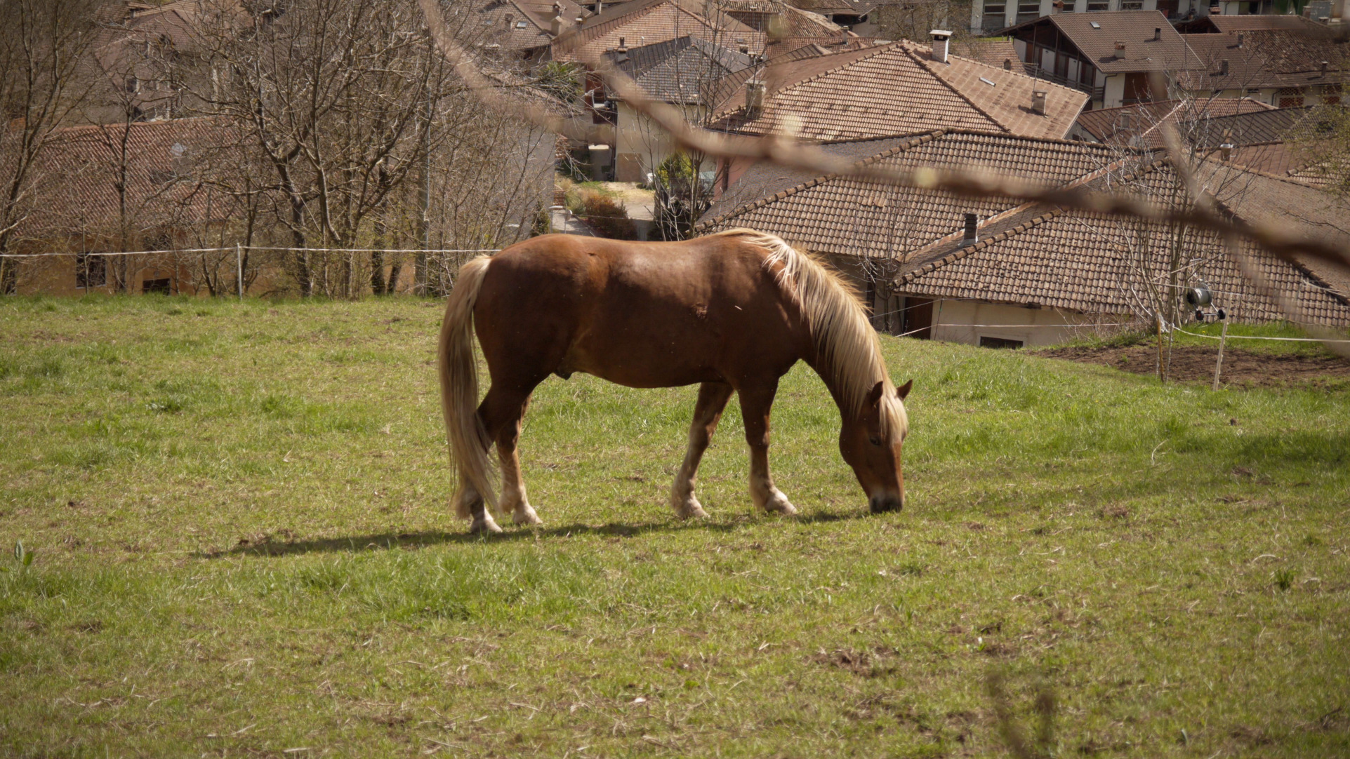 mount-san-martino-horse.jpeg